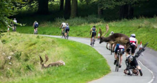 cervo-stende-ciclisti-jpg